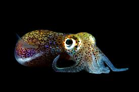 Bobtail squid