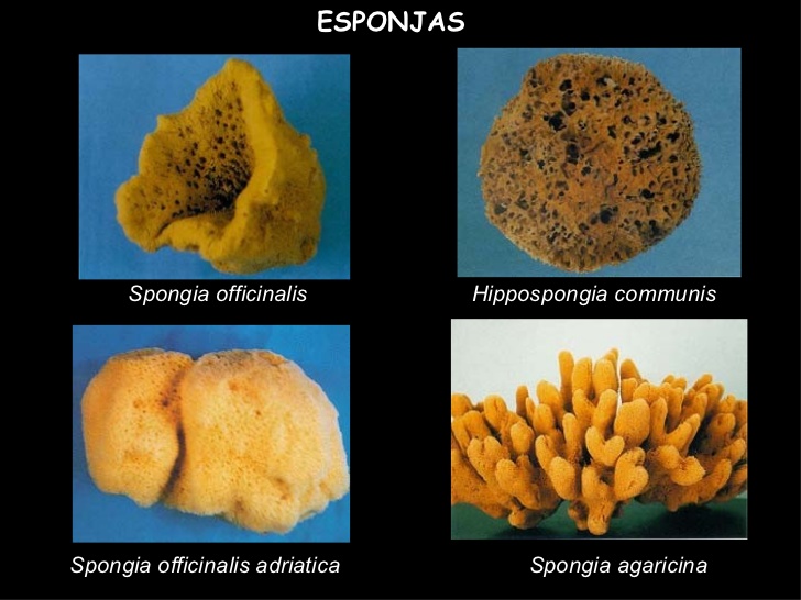 esponjas-y-cniarios-1-728