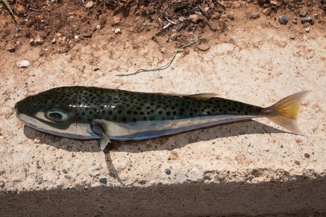  أنواع الأسماك السامــــــــــــة في الساحل الليبي Lagocephalus_sceleratus_01